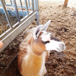 Photo n°6 de l'avis de Sara.a fait le 28/07/2021 à 14:50 sur le  Hofschank Wiedenhof à Cornedo all`Isarco