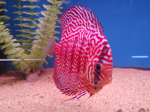 Pet Supply Store «Wet Spot Tropical Fish», reviews and photos, 4310 NE Hancock St, Portland, OR 97213, USA