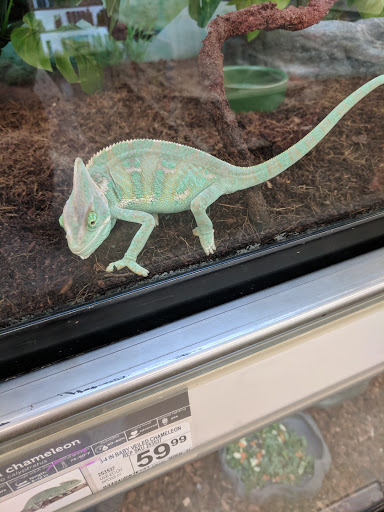 Pet Supply Store «Petco Animal Supplies», reviews and photos, 190 Quality Dr, Hooksett, NH 03106, USA