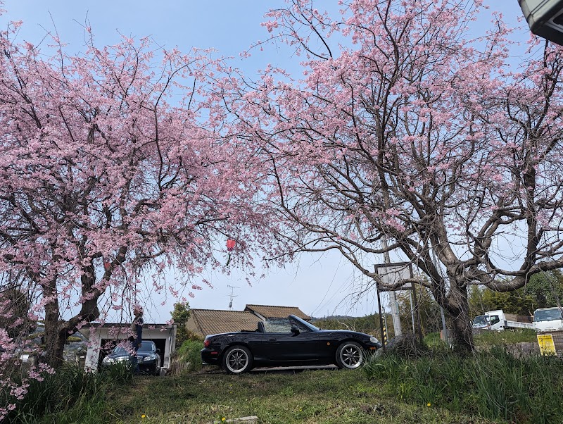 あゆみ桜