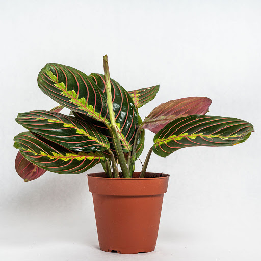 Florist «Pollen», reviews and photos, 2918 N Milwaukee Ave, Chicago, IL 60618, USA