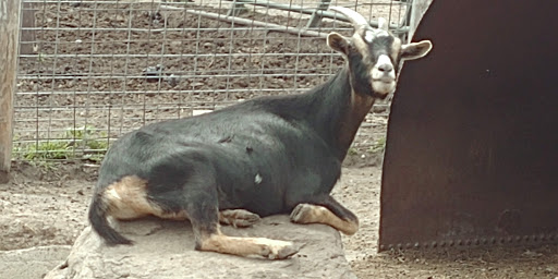 Zoo «Cricket Hollow Zoo», reviews and photos, 1512 210th St, Manchester, IA 52057, USA