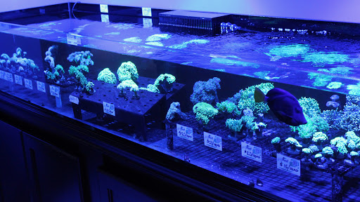 Tropical Fish Store «Living Reef Orlando», reviews and photos, 504 N Alafaya Trail #112, Orlando, FL 32828, USA