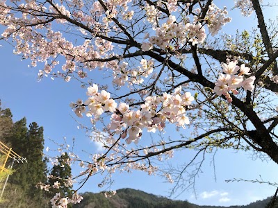 山中桜並木