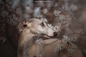 Canis Fotografie | hondenfotograaf