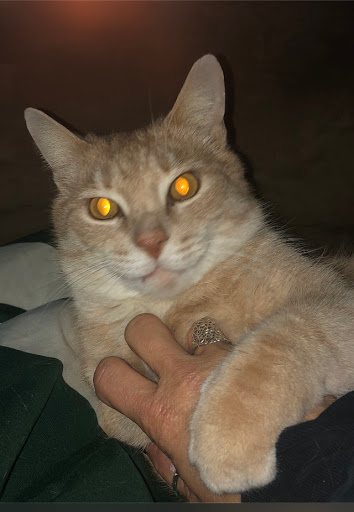 Pet Supply Store «Premier Pet Supply», reviews and photos, 15399 Merriman Rd, Livonia, MI 48154, USA