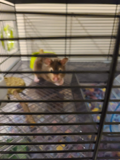 Pet Supply Store «PetSmart», reviews and photos, 355 Howe Ave, Cuyahoga Falls, OH 44221, USA