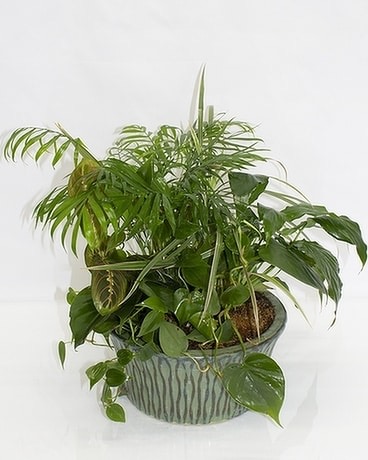 Florist «The Flower Bucket», reviews and photos, 7700 N Lamar Blvd, Austin, TX 78752, USA