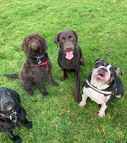 Reviews of Coco Pops Pet Services in Bristol - Dog trainer