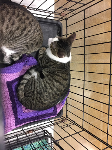 Pet Supply Store «PetSmart», reviews and photos, 2216 E Springs Dr, Madison, WI 53704, USA