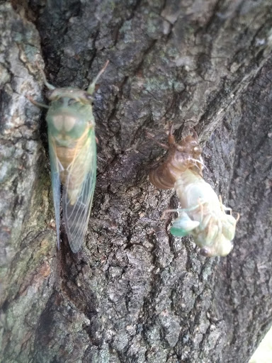 Park «Cumberland Terrace Park», reviews and photos, 426 S Warrington Rd, Des Plaines, IL 60016, USA