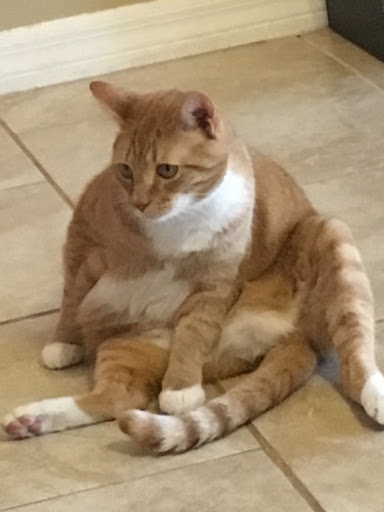 Movie Theater «Edison Park 8 Cinemas», reviews and photos, 2235 Winkler Ave, Fort Myers, FL 33901, USA