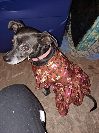 Pet Supply Store «Unleashed by Petco», reviews and photos, 4821 Lankershim Blvd, North Hollywood, CA 91601, USA