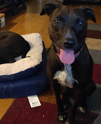 PAWSitive Pets Tampa Bay - Photo 4 - Car repair in , Tampa