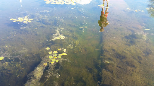 Tourist Attraction «Leonhardt Lagoon Nature Walk», reviews and photos, 1121 1st Ave, Dallas, TX 75210, USA