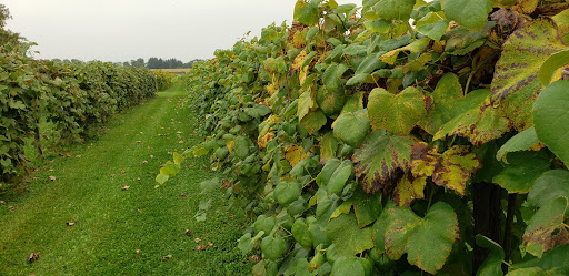 Winery «McEachran Homestead Winery», reviews and photos, 1917 Wyman School Rd, Caledonia, IL 61011, USA
