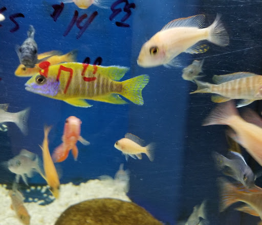 Pet Store «Something Fishy Pets», reviews and photos, 29 Towne Centre Ln, Fox Lake, IL 60020, USA