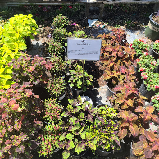 Plant Nursery «San Gabriel Nursery & Florist», reviews and photos, 632 S San Gabriel Blvd, San Gabriel, CA 91776, USA