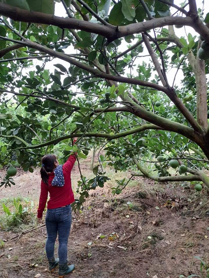 Vườn trái cây Hương Quang