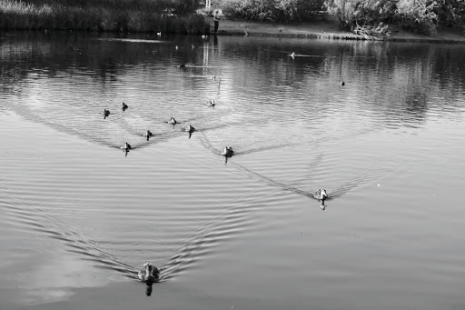 National Reserve «Riparian Preserve at Water Ranch», reviews and photos, 2757 E Guadalupe Rd, Gilbert, AZ 85234, USA