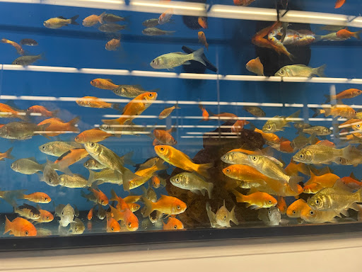 Pet Supply Store «Petco Animal Supplies», reviews and photos, 22 Denton Plaza, Denton, MD 21629, USA