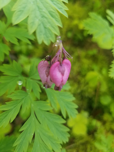Tourist Attraction «Bridal Veil Falls», reviews and photos, E Crown Point Hwy, Bridal Veil, OR 97010, USA