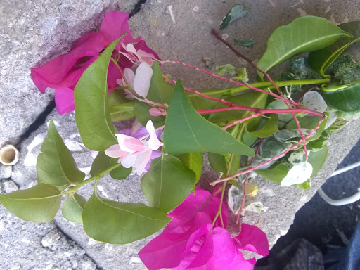 Shopping Mall «College Plaza Shopping Center», reviews and photos, 8595 College Pkwy, Fort Myers, FL 33907, USA