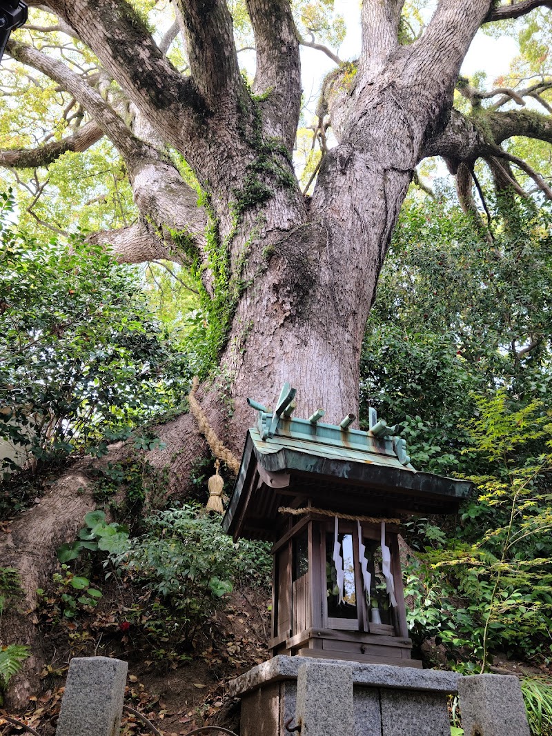 御神木 防府天満宮