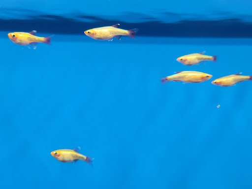 Pet Supply Store «Petco Animal Supplies», reviews and photos, 3537 Washtenaw Ave, Ann Arbor, MI 48104, USA