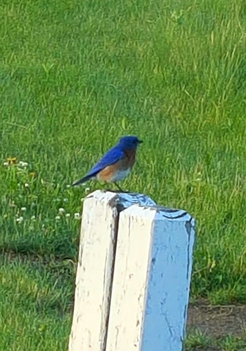 Golf Course «Inver Wood Golf Course», reviews and photos, 1850 70th St E, Inver Grove Heights, MN 55077, USA