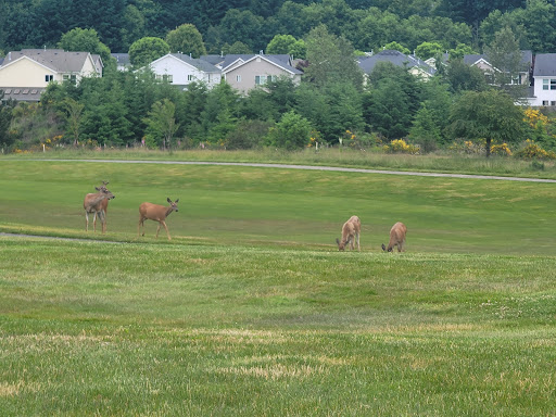 Golf Course «The Home Course», reviews and photos, Golf House Rd, DuPont, WA 98327, USA