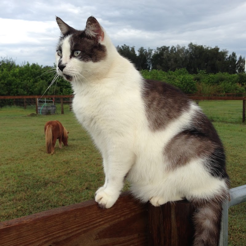 Cat Hospital of Vero Beach: Gambella Suzanne DVM