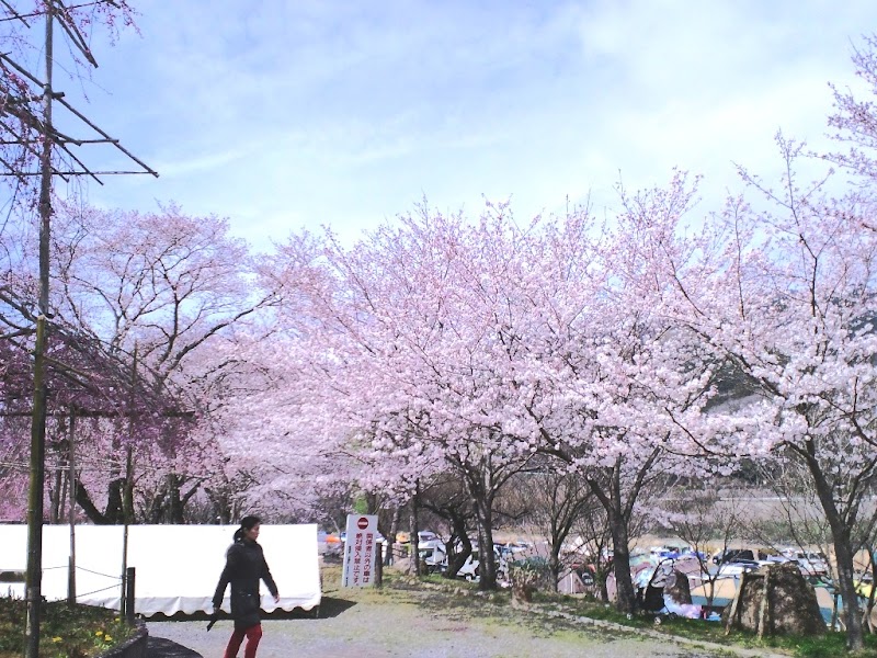 笠置の桜