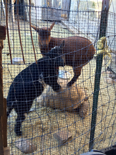 Horseback Riding Service «Spur Cross Stables», reviews and photos, 44029 N Spur Cross Rd, Cave Creek, AZ 85331, USA