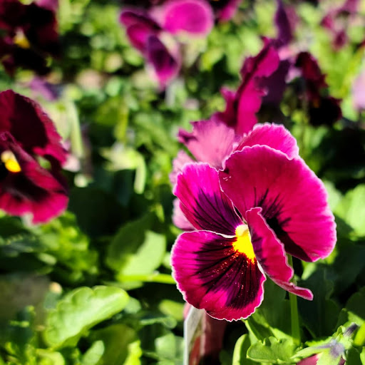 Plant Nursery «HOUSTON PLANTS & GARDEN WORLD», reviews and photos, 16726 North Fwy, Houston, TX 77090, USA