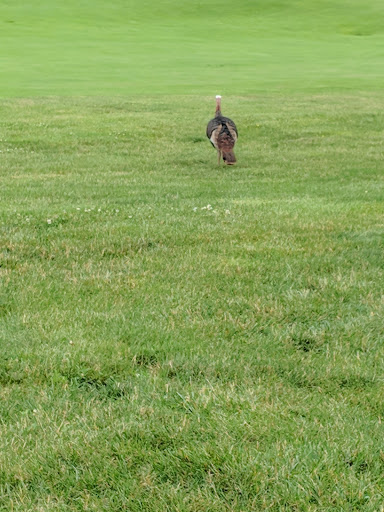 Golf Course «Glenview Golf Course», reviews and photos, 10965 Springfield Pike, Cincinnati, OH 45246, USA