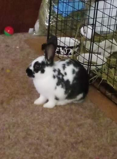 Pet Supply Store «Unleashed by Petco», reviews and photos, 20649 SW Roy Rogers Rd #301, Sherwood, OR 97140, USA