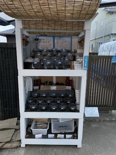 白砂めだか
