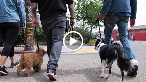 Happy Hound Play & Daycare, Inc. image