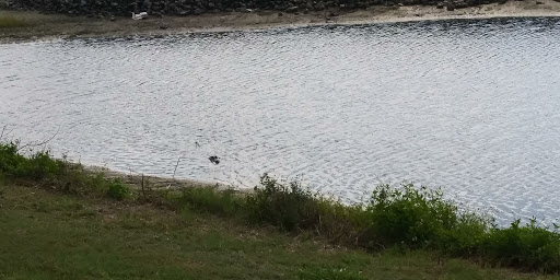 Golf Course «Buffalo Creek Golf Course», reviews and photos, 8100 69th St E, Palmetto, FL 34221, USA