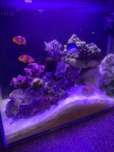 Tropical Fish Store «Ocean Blue Aquarium», reviews and photos, 2246 Aloma Ave, Winter Park, FL 32792, USA