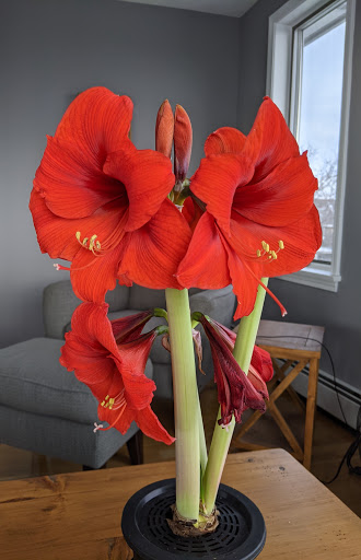 Stop & Shop Florist, 6 Thatcher Rd, Gloucester, MA 01930, USA, 