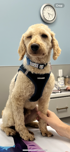 PetMedic Urgent Care Veterinarian - Navy Yard image