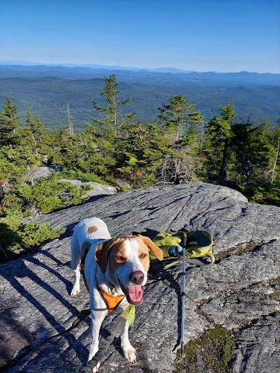 Laughing Dogs - Dog Walking/Hiking