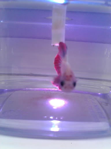 Pet Supply Store «Pet Supermarket, Inc.», reviews and photos, 380 E Michigan St, Orlando, FL 32806, USA