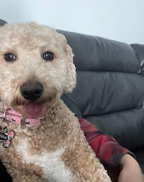 Furry Friends Pet Sitting - Photo 5 - Car repair in , Cape Coral