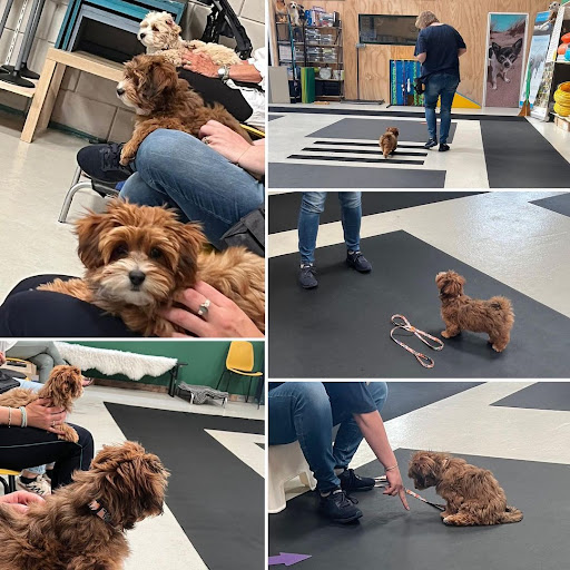 Smart Havanese Puppies shop