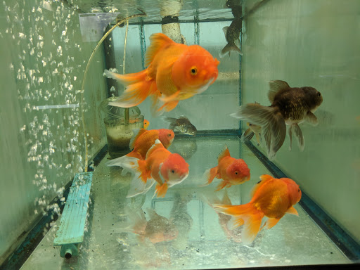 Pet Store «Forest Lake Pets», reviews and photos, 120 Lake St N, Forest Lake, MN 55025, USA