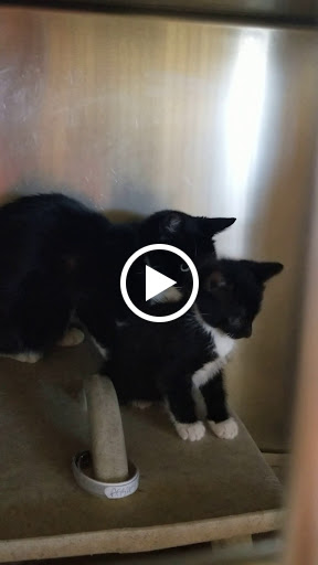 Carson Animal Shelter image