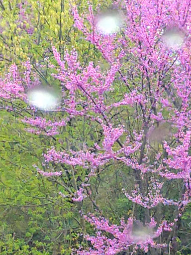 Golf Course «Boone Links Golf Course», reviews and photos, 19 Clubhouse Dr, Florence, KY 41042, USA